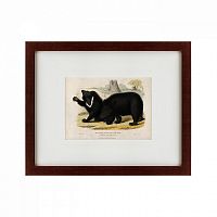 картина: two ursine sloths, or sloth bears, 1830 в Перми