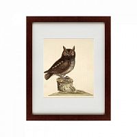 картина: the little owl, 1731 в Перми