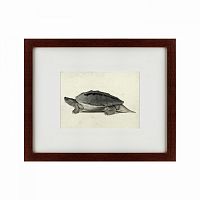 картина: a hand-painted illustration of a burmese roofed turtle, 1873 в Перми