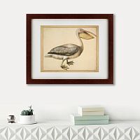 картина: a european pelican, 1635г. в Перми