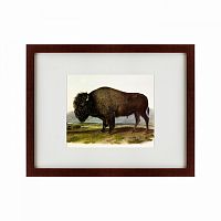 картина: american bison, 1845 в Перми
