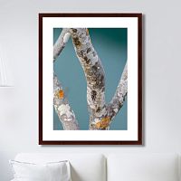 картина: trees on the galapagos islands, ecuador no3 в Перми
