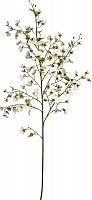 декор oncidium orchid в Перми