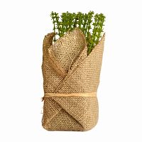 растение декоративное potted herb polini в Перми