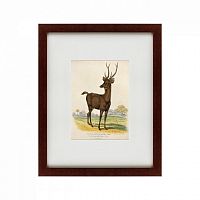 картина: a rusa deer, 1830 в Перми