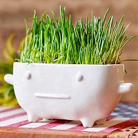 набор для выращивания eco буль в Перми