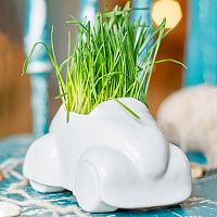 набор для выращивания eco машина в Перми