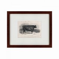 картина: a devon bull, 1849 в Перми