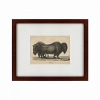 картина: bison, 1828 в Перми