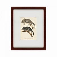 картина: des reptiles, 1705 в Перми