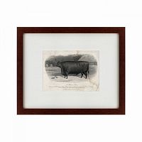 картина: a devon steer, 1869 в Перми