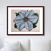 картина: exotic plants of the world №13, 1815г. в Перми