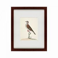 картина: the brown bird в Перми