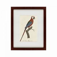 картина: ara macao (scarlet macaw), 1801 в Перми