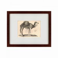 картина: arabian camel, 1809 в Перми