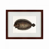 картина: sole fish, 1722 в Перми