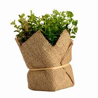 растение декоративное potted herb kolina в Перми