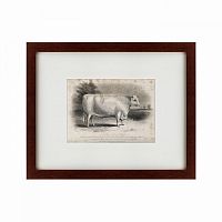 картина: a short horned bull, 1849 в Перми