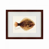 картина: southern pacific fish illustration, 1850 в Перми