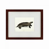 картина: a hand-painted illustration of an arakan forest turtle, 1872 в Перми