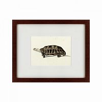 картина: a hand-painted illustration of an elongated tortoise, 1873 в Перми