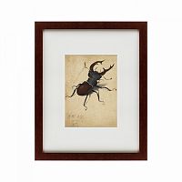 картина: stag beetle, 1505 в Перми