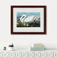 картина: common american swan, 1838 в Перми