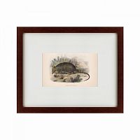 картина: armadillo, 1860 в Перми