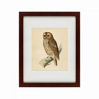 картина: brown owl, 1760 в Перми