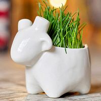 набор для выращивания eco овечка в Перми