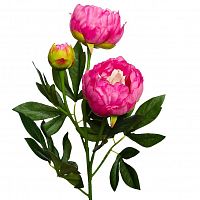 пион розовый 64 см (24) в Перми