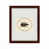 картина: beetle, 1700 в Перми