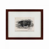 картина: a short horned steer, 1849 в Перми
