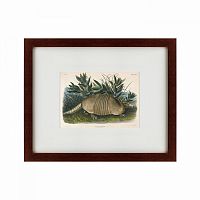 картина: armadillo (dasypus peba), 1848 в Перми
