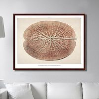 картина: leaf of a gigantic water lily, 1870г. в Перми