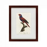 картина: perruche a chaperon bleu, 1801 в Перми